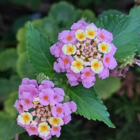 Dream Beloc House Island *